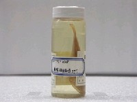 藏品(金帶鱗鰭梅鯛)的圖片